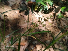 Scleria terrestris