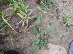 Astragalus norvegicus