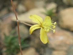 Bulbine favosa