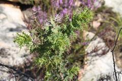 Berkheya cruciata cruciata