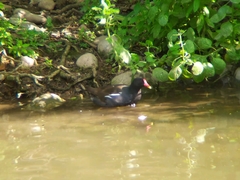 Gallinula chloropus