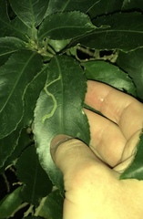 Liriomyza flavolateralis