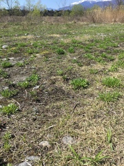 Coreopsis lanceolata