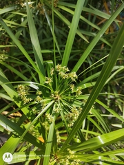 Cyperus alterniflorus