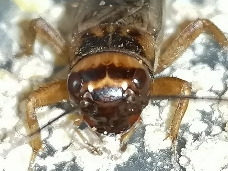 Gryllina