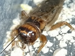 Acheta hispanicus