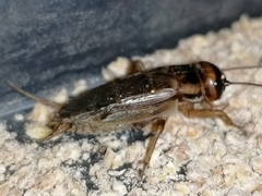 Acheta hispanicus