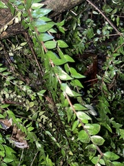 Metrosideros colensoi
