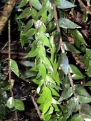 Metrosideros colensoi