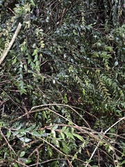 Metrosideros colensoi