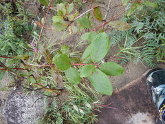 Populus suaveolens
