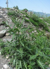 Cirsium uliginosum