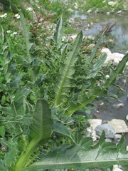 Cirsium uliginosum