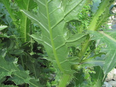 Cirsium uliginosum