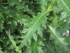 Cirsium uliginosum