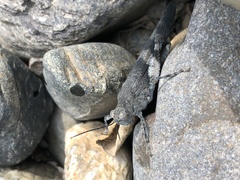 Eusphingonotus japonicus