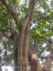Parkia biglandulosa