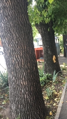 Laetiporus sulphureus