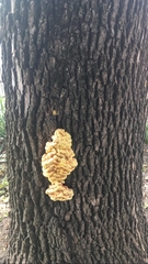 Laetiporus sulphureus
