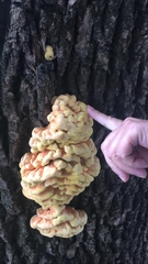 Laetiporus sulphureus