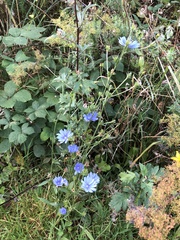 Cichorium intybus