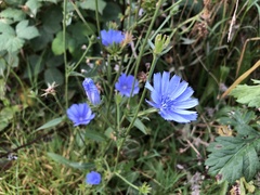 Cichorium intybus