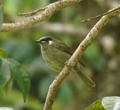 Meliphaga notata