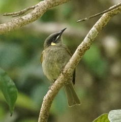 Meliphaga notata