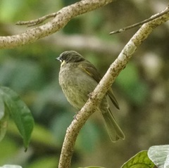 Meliphaga notata
