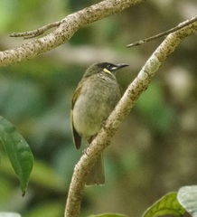 Meliphaga notata
