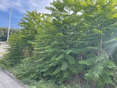 Ailanthus altissima