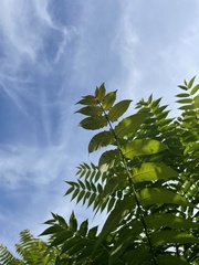 Ailanthus altissima