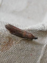 Acrobasis sodalella