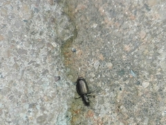 Carabidae