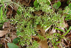 Crassula expansa expansa