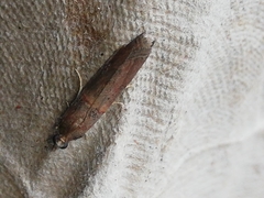 Acrobasis sodalella