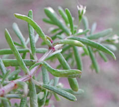 Crassula expansa expansa