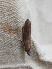 Acrobasis sodalella