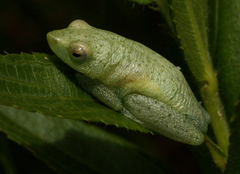 Hyperolius inyangae