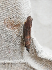 Acrobasis sodalella