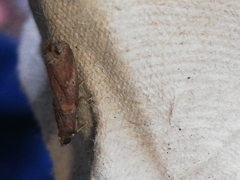 Acrobasis sodalella