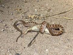 Arizona elegans philipi