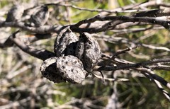 Hakea mitchellii
