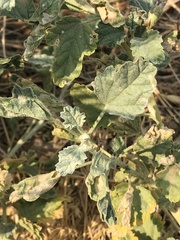 Sphaeralcea munroana