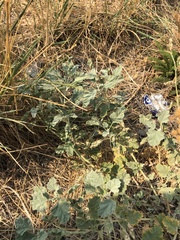 Sphaeralcea munroana