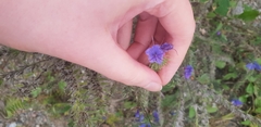 Echium vulgare