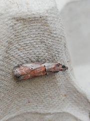 Acrobasis sodalella
