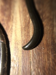 Liotyphlops ternetzii