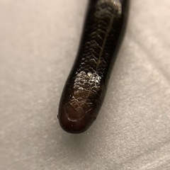 Liotyphlops ternetzii