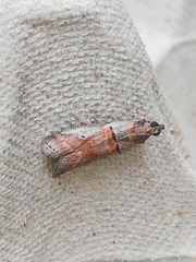 Acrobasis sodalella